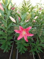 [4352 Viviana VZ No201.JPG]